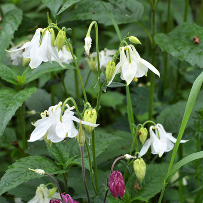 White and purple dwarf European columbine flowers with green stems against a green background.