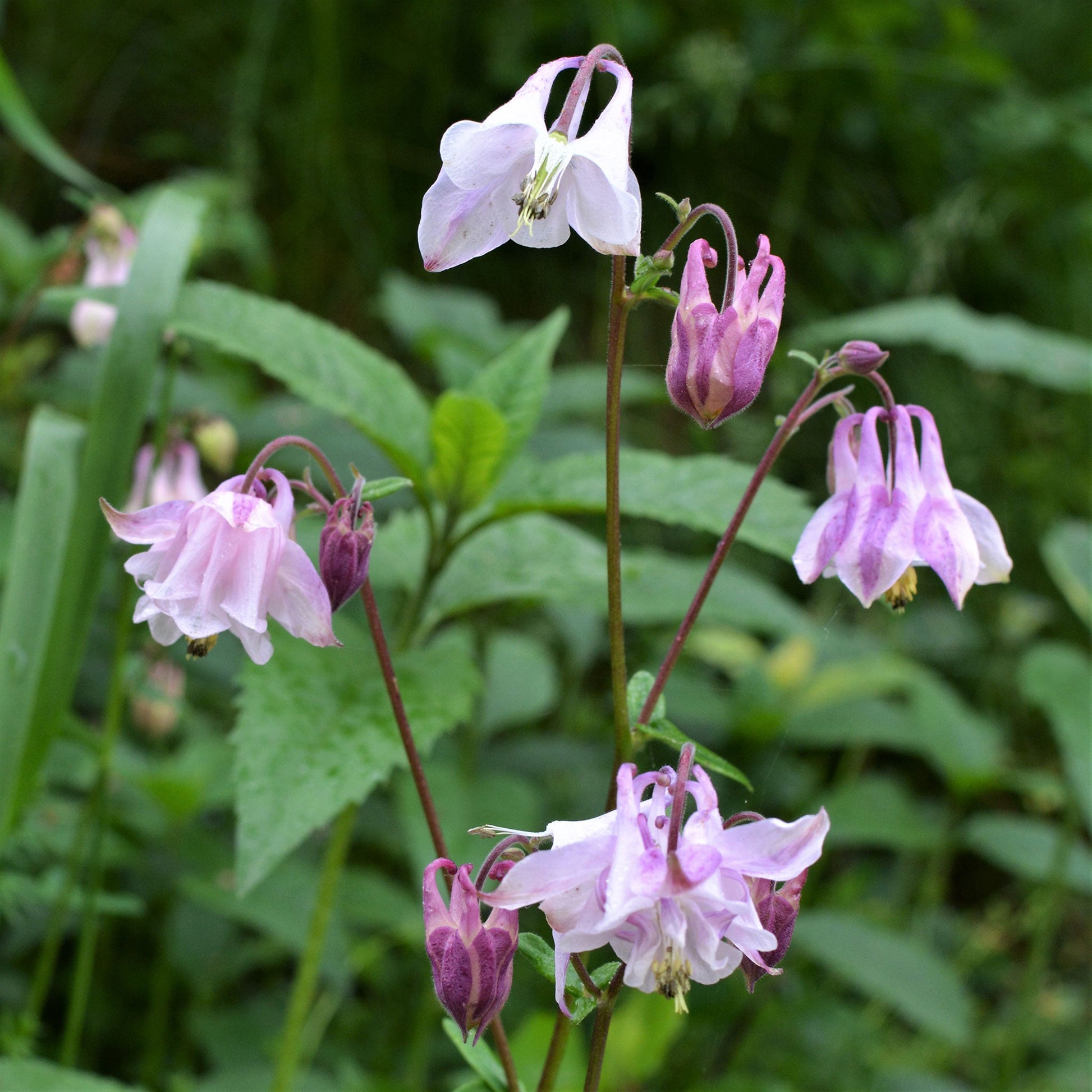 Purple and pink dwarf European columbine with yellow centers among green leaves.