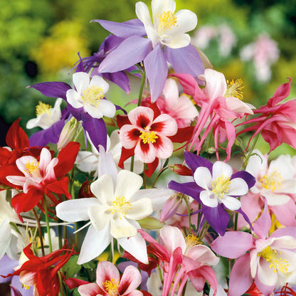 Columbine McKana giant mix in red, yellow, and blue blooms growing in a garden setting.