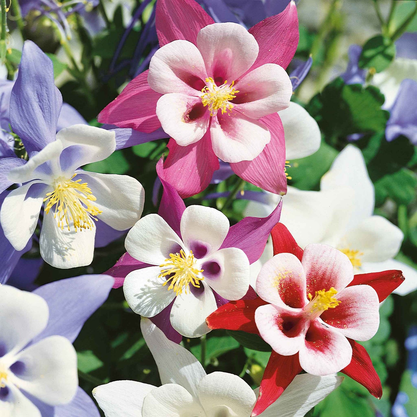 Pink and white columbine McKana giant flower with yellow center against a blurred green background.