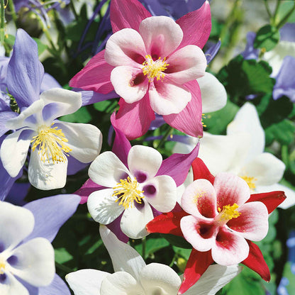 Pink and white columbine McKana giant flower with yellow center against a blurred green background.