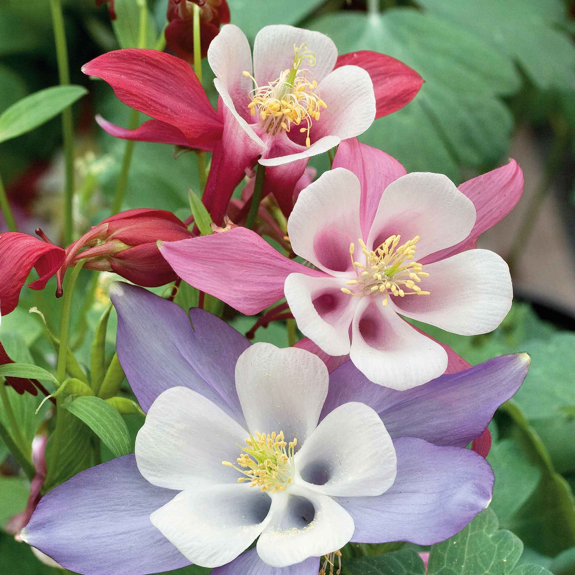 Pink and yellow columbine McKana giant bloom against a soft blurred green background.