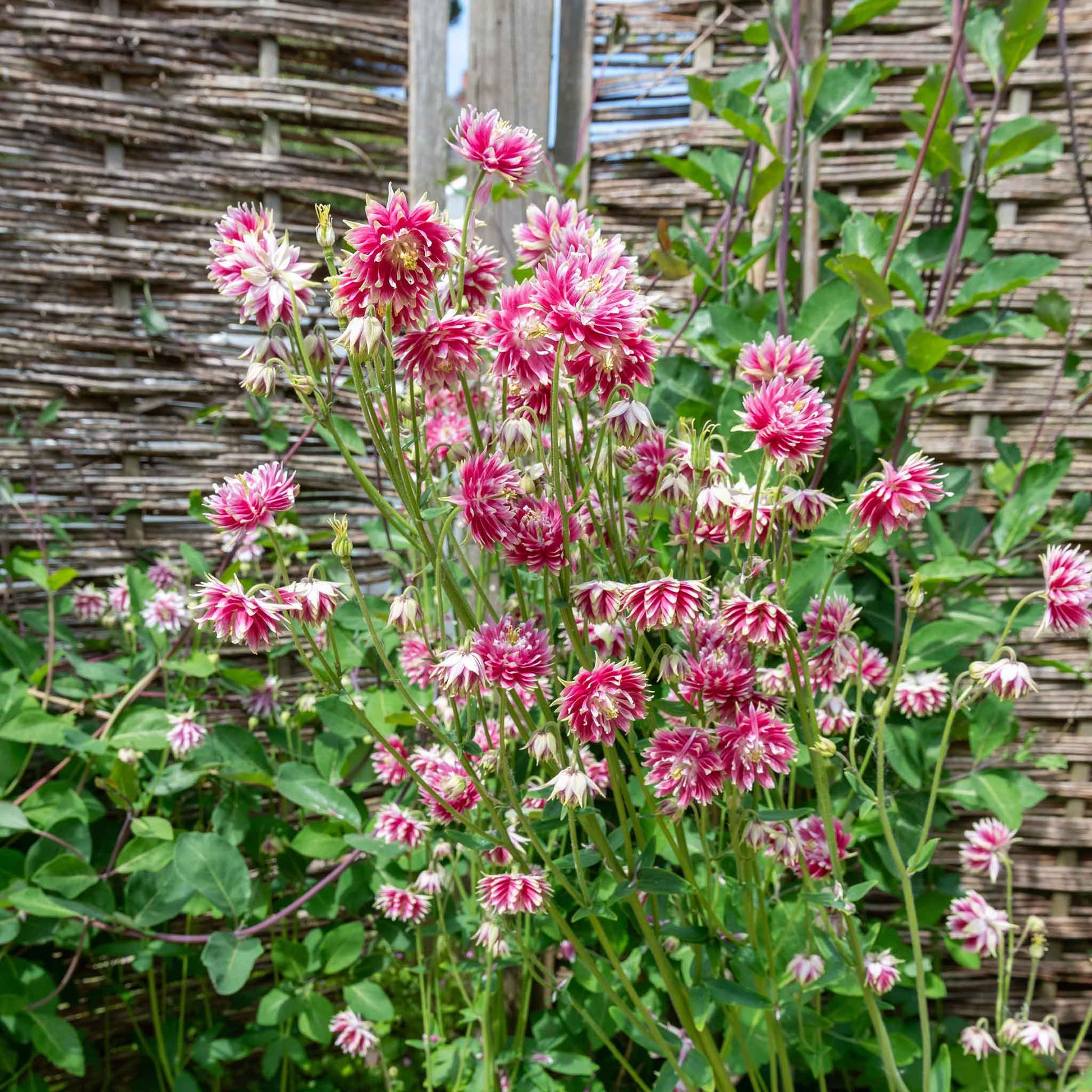 Deep pink columbine Nora Barlow blooms on tall stems against a sunny yellow-green background.