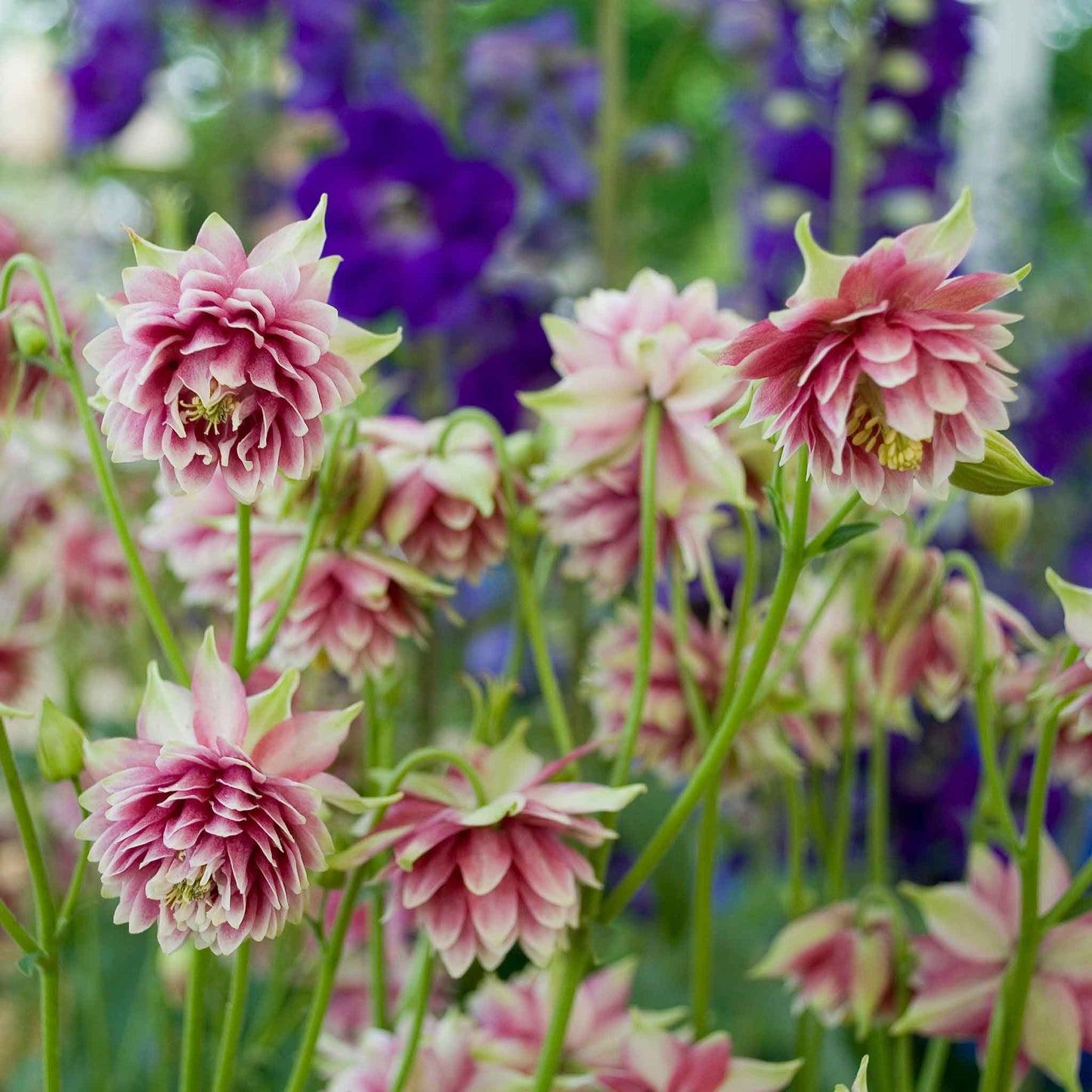 Pink columbine Nora Barlow flowers with purple blooms against a blurred garden background.