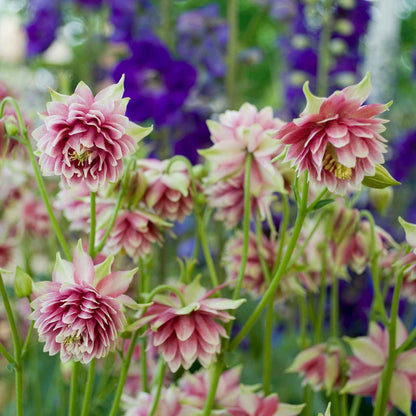 Pink columbine Nora Barlow flowers with purple blooms against a blurred garden background.