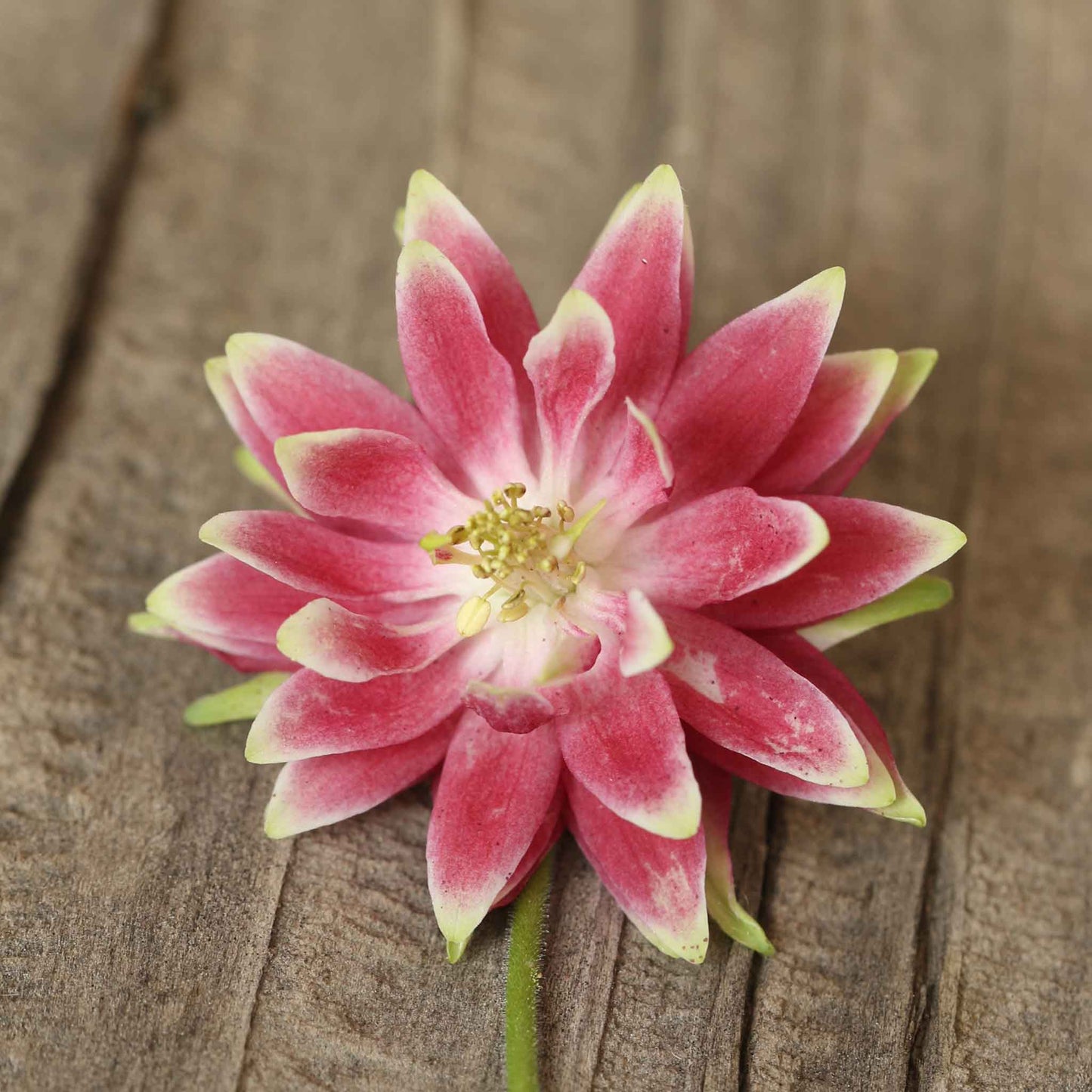 Pink and white columbine Nora Barlow flower against a warm brown wooden background.