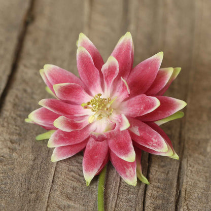 Pink and white columbine Nora Barlow flower against a warm brown wooden background.