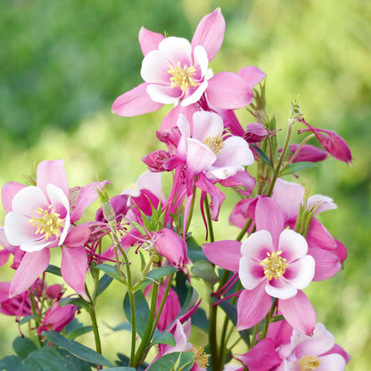 Pink and white columbine rose star flowers with green foliage in the background.