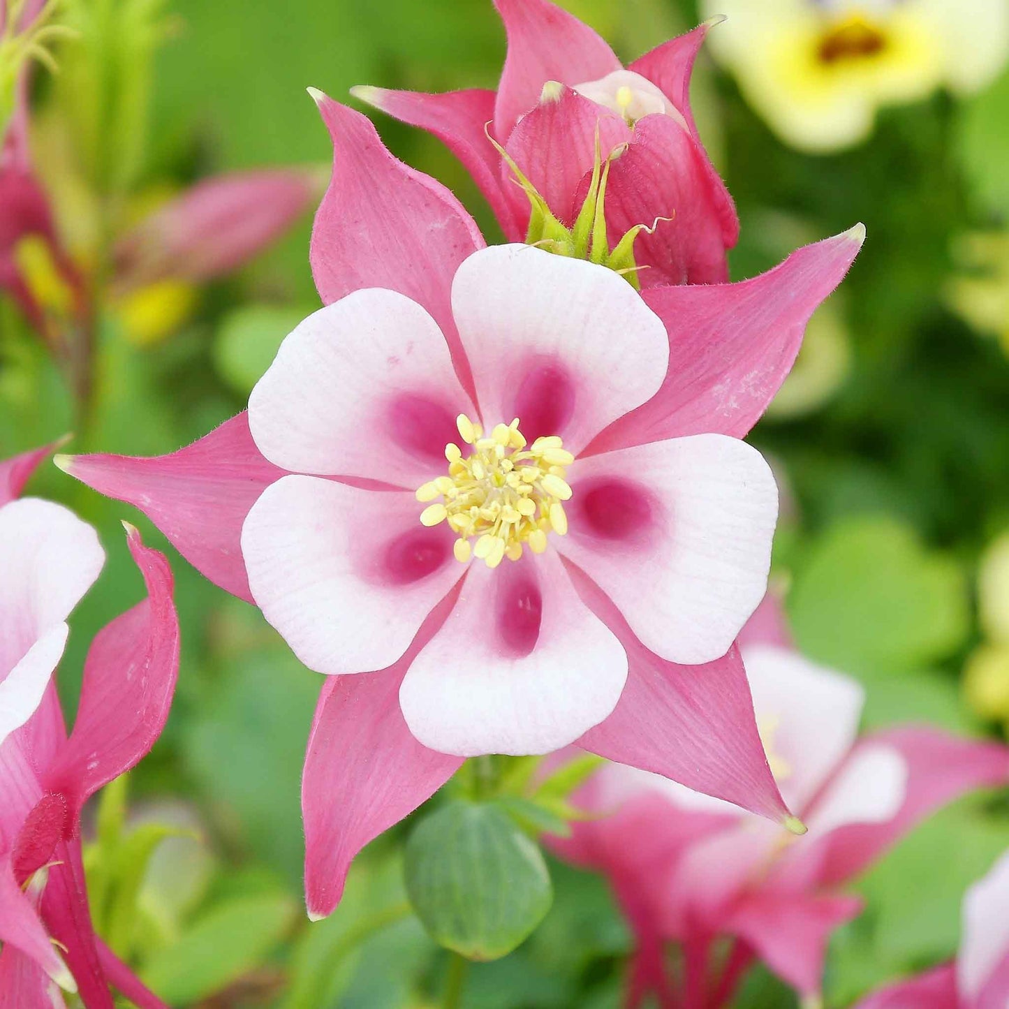 Pink and white columbine rose star bloom with yellow center against a green background.