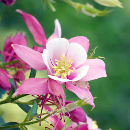 Bright pink columbine rose star flowers with multiple blooms against a blurred green background.