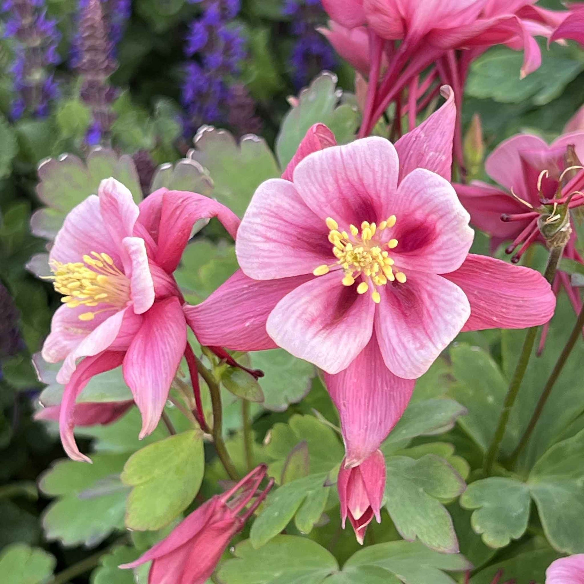 Pink and white columbine rose star with yellow center against a purple and green background.