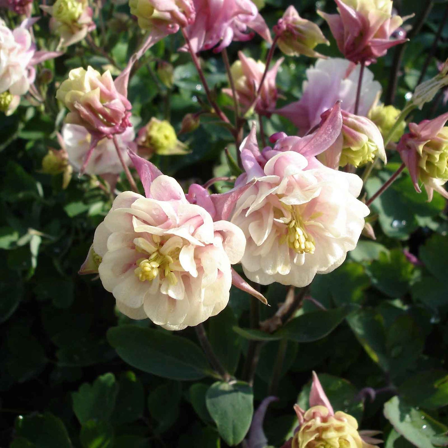 Cream and pink columbine winky double rose white flowers with lush green foliage.