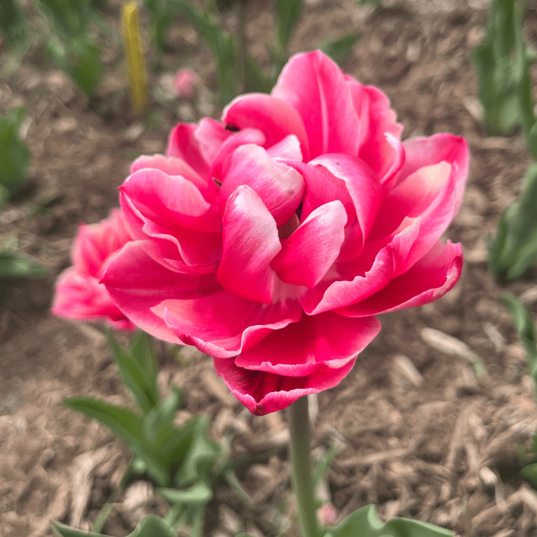 Tulip 'Columbus'