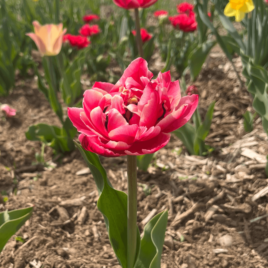 Tulip 'Columbus'