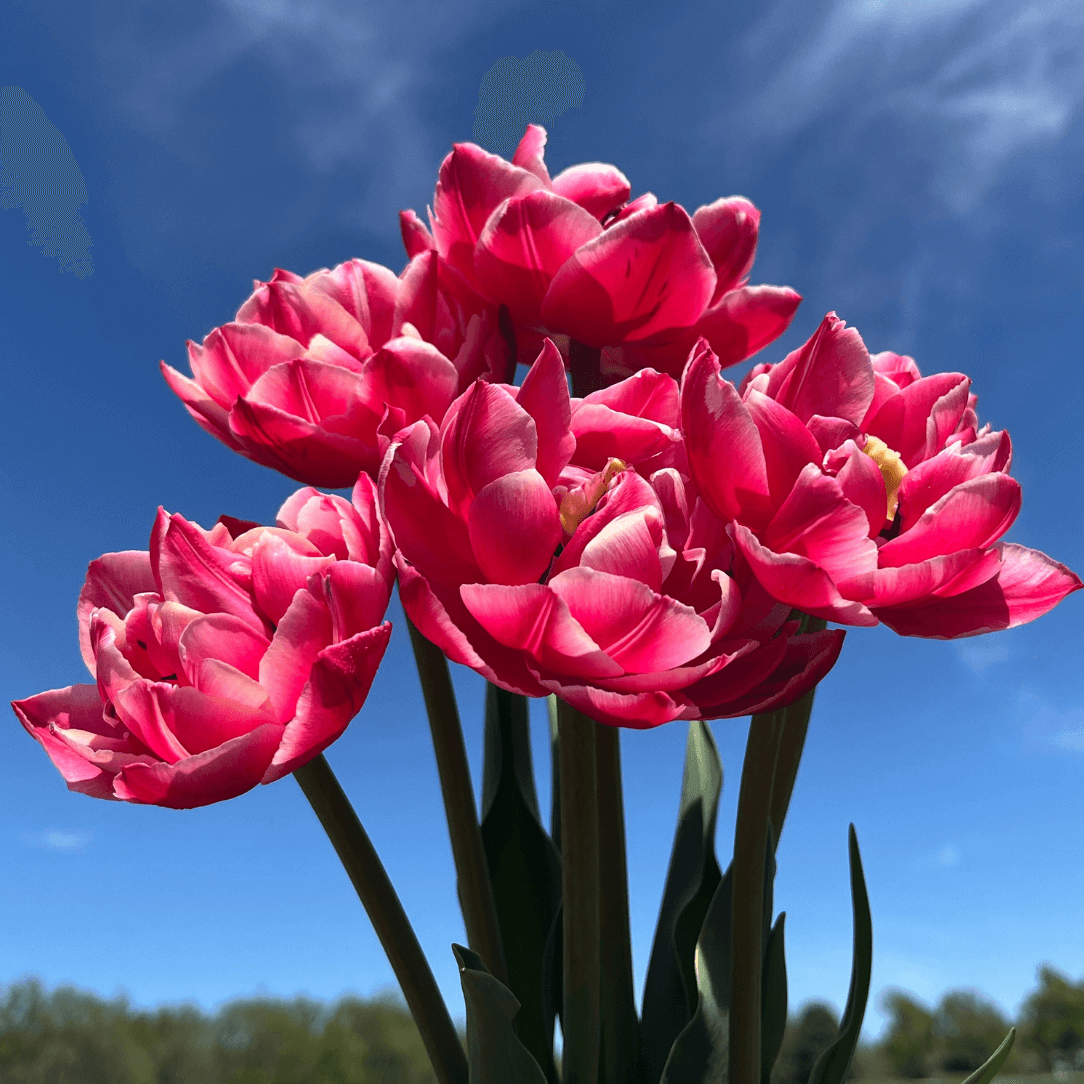 Tulip 'Columbus'