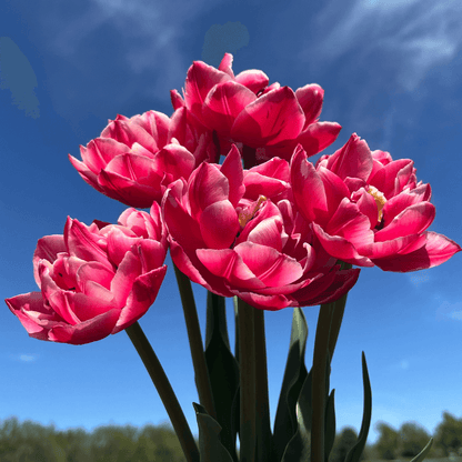 Tulip 'Columbus'