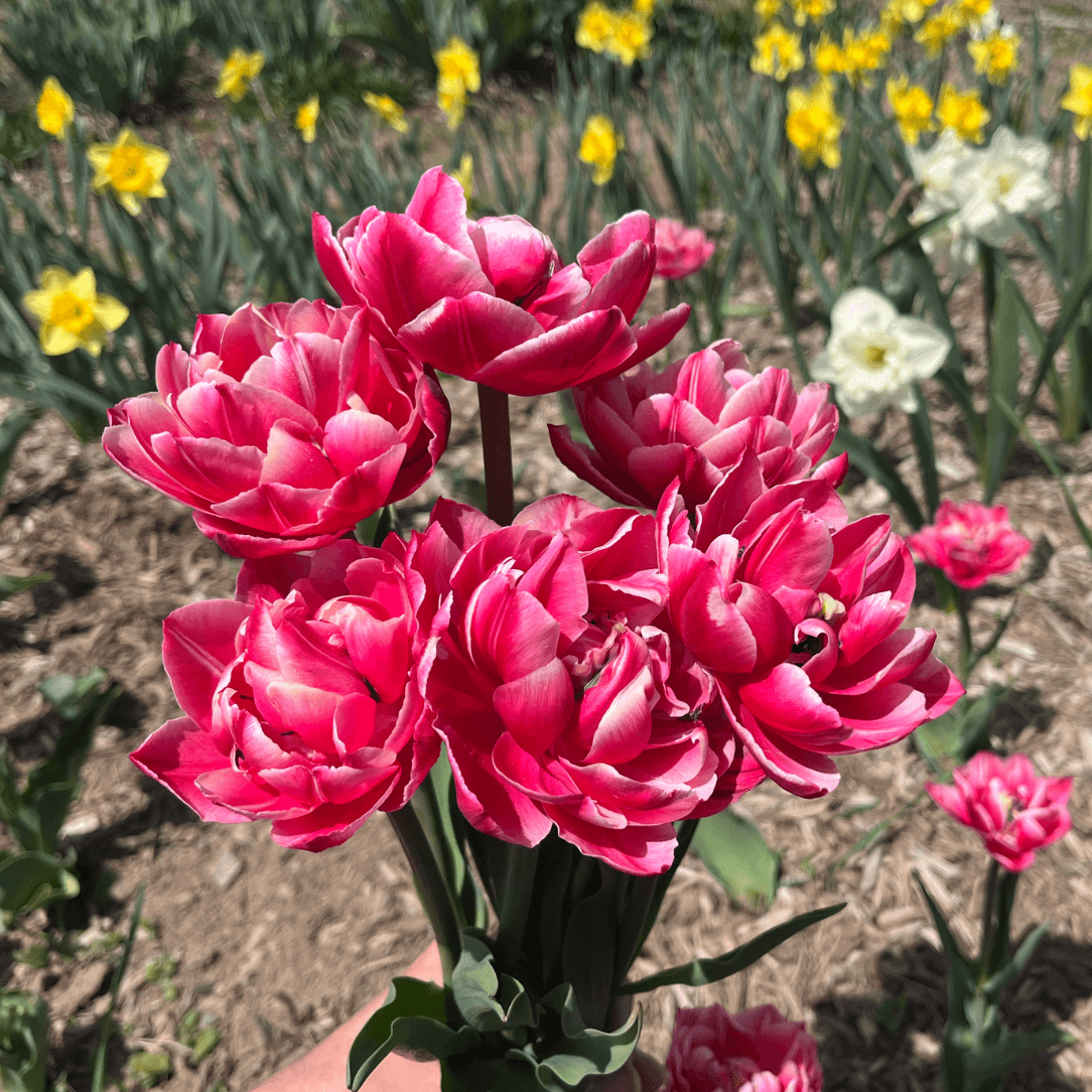 Tulip 'Columbus'
