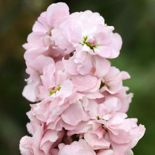 Appleblossom stock with soft pink blooms and yellow centers against a pale blurred background.