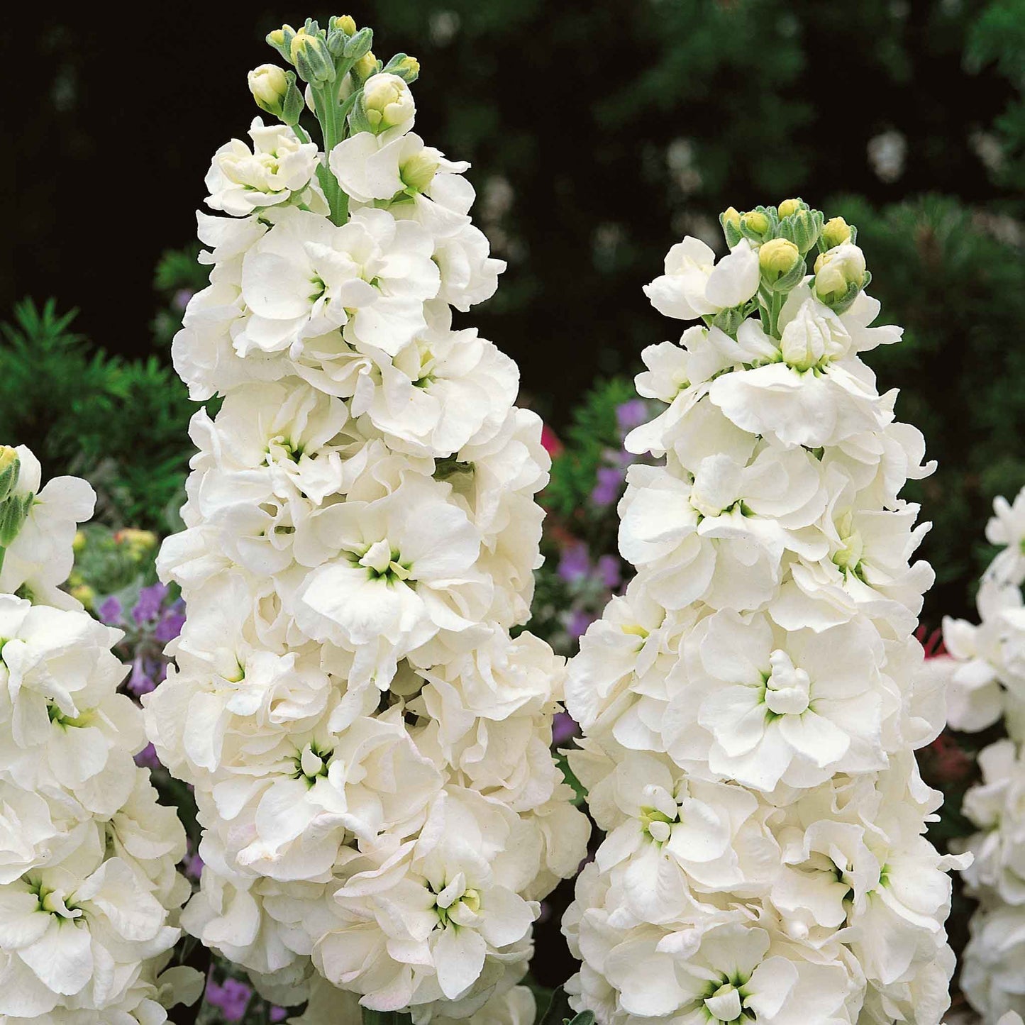 White goddess stock flowers with tall white blooms and pink tips against a green background.
