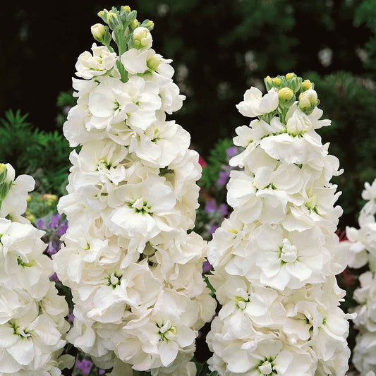 White goddess stock flowers with tall white blooms and pink tips against a green background.