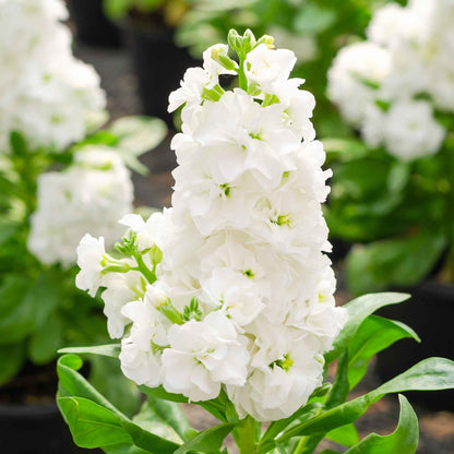 White goddess stock with clusters of white blooms and bright green leaves in the background.