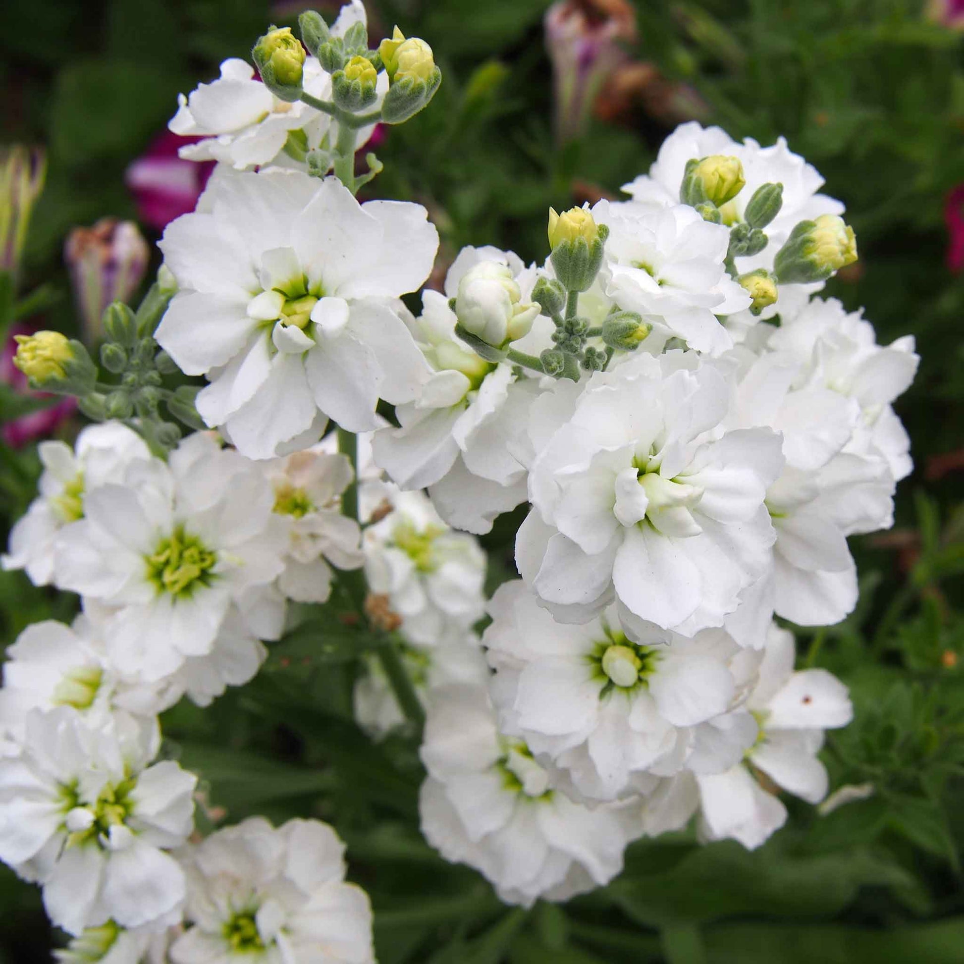 White goddess stock blooms in soft pink and white tones against a dark blurred background.