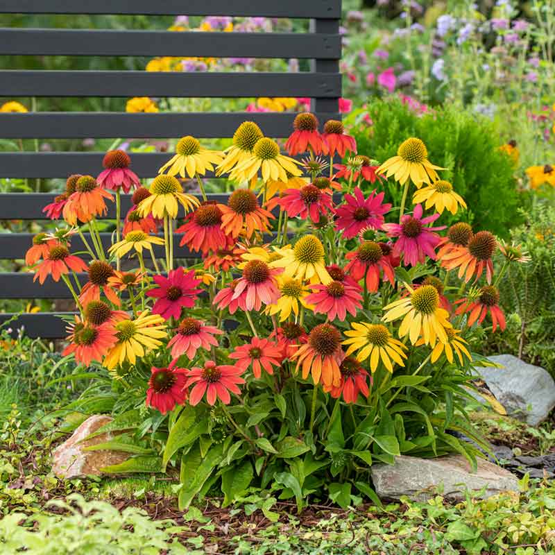 Red artisan red ombre coneflowers in full bloom against a blurred green background. | copyright: Floramedia UK Ltd