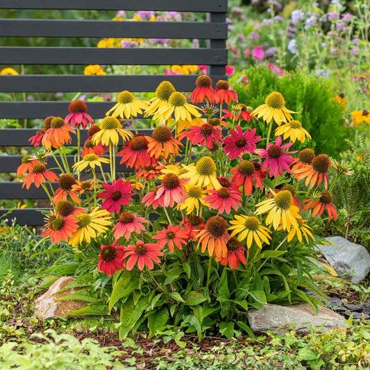 Red artisan red ombre coneflowers in full bloom against a blurred green background. | copyright: Floramedia UK Ltd