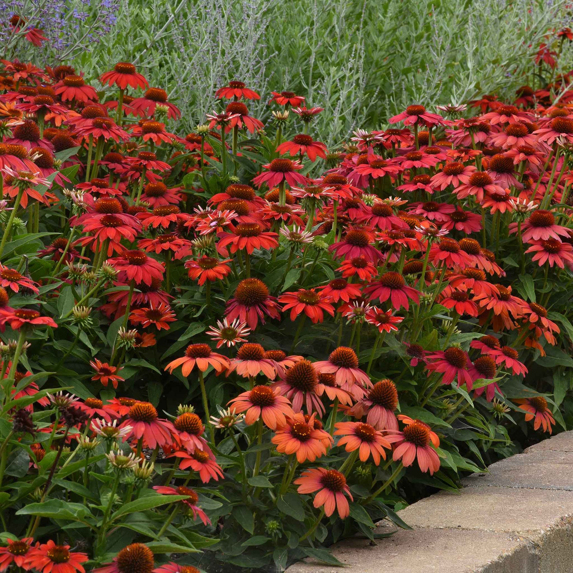 Red artisan red ombre coneflowers in full bloom against a blurred green background.