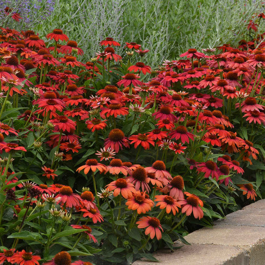 Red artisan red ombre coneflowers in full bloom against a blurred green background.