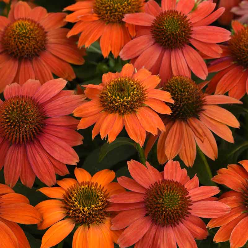 Deep orange artisan red ombre coneflowers with dark centers in a garden setting.