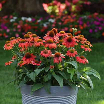 Red artisan red ombre coneflower in a pot against a blurred green garden background.