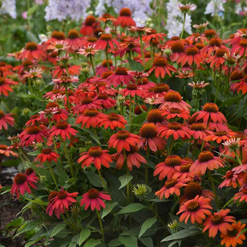 Artisan red ombre coneflowers in deep red filling a sunny open garden background.