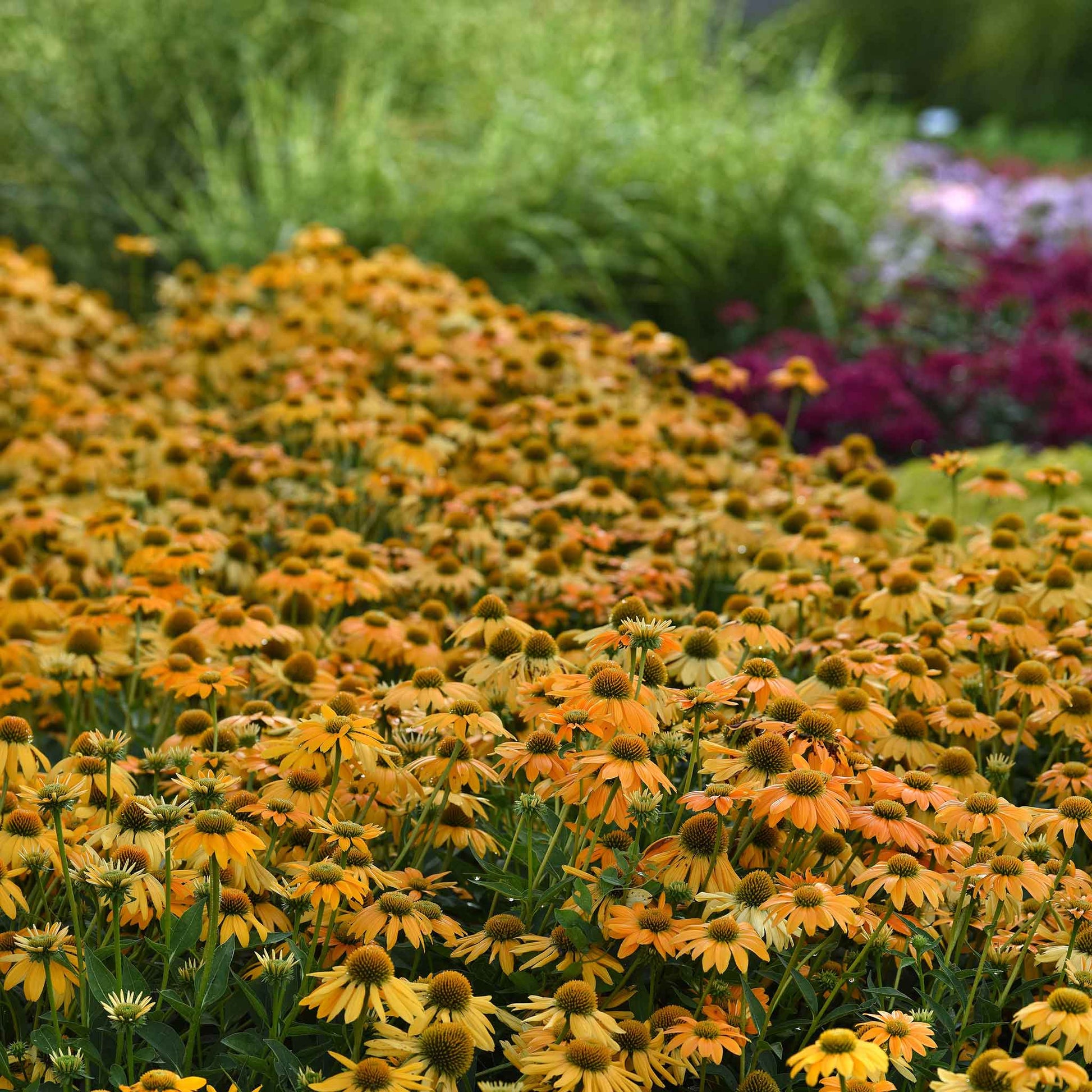 Artisan yellow ombre coneflowers with yellow to orange petals in a sunny garden field.