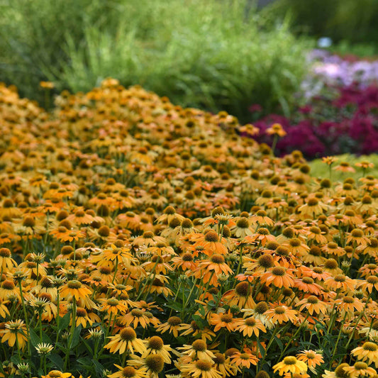 Artisan yellow ombre coneflowers with yellow to orange petals in a sunny garden field.