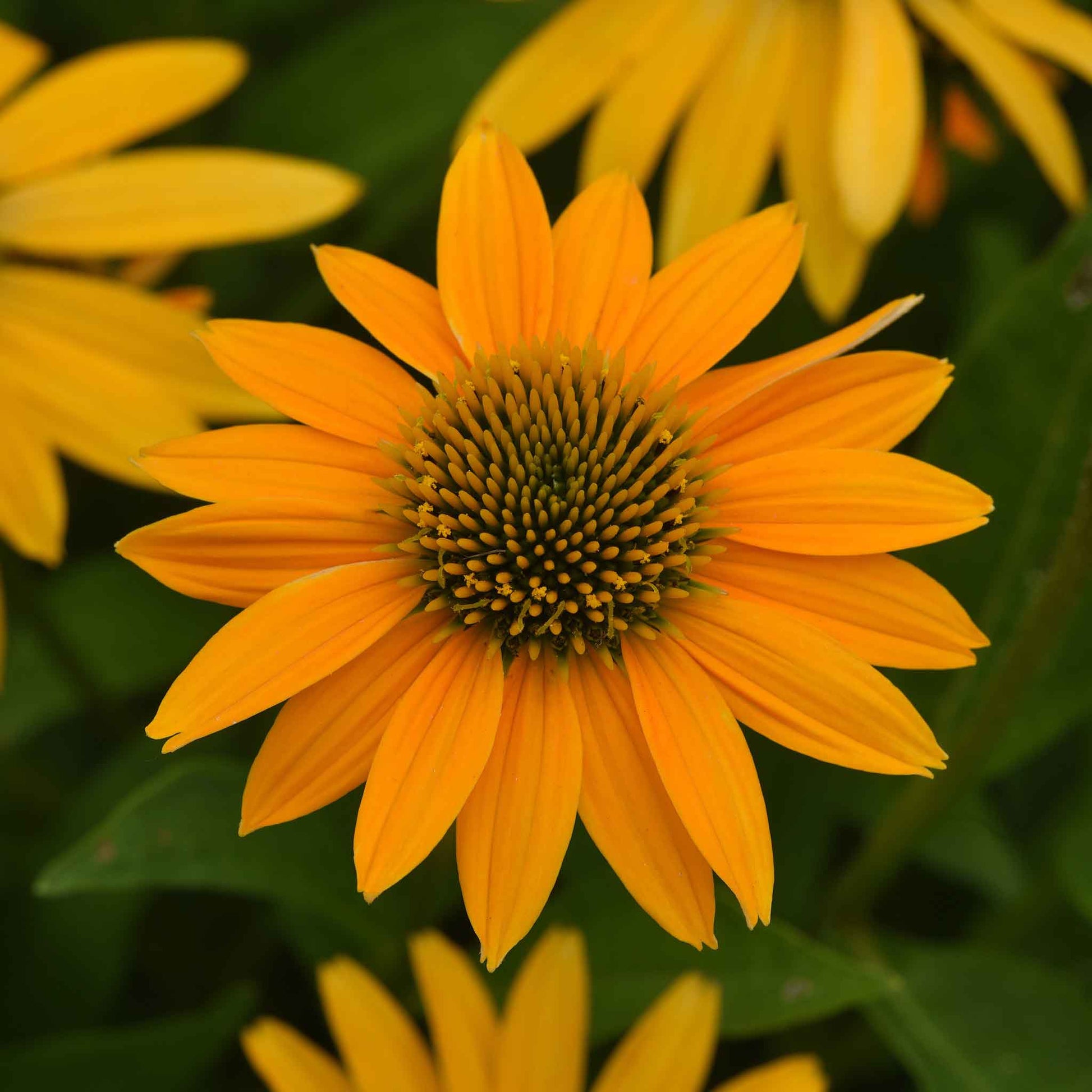 Yellow artisan yellow ombre coneflower with dark cone against a blurred green background.