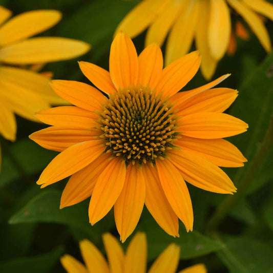 Yellow artisan yellow ombre coneflower with dark cone against a blurred green background.
