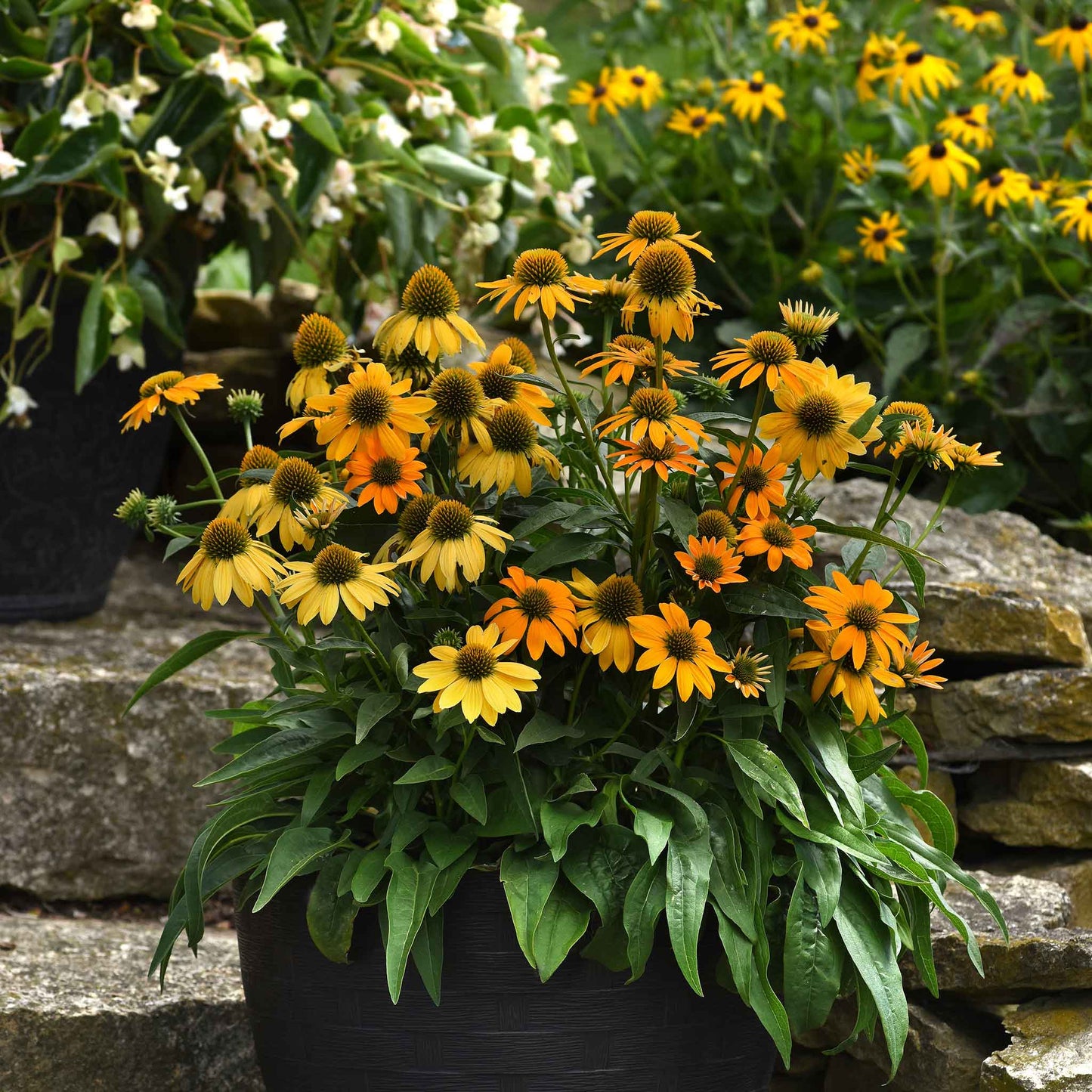 Artisan yellow ombre coneflowers lining a garden path with green foliage background.