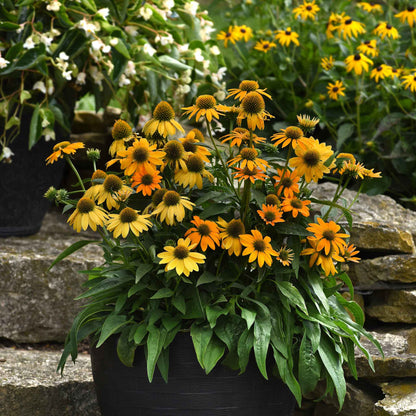 Artisan yellow ombre coneflowers lining a garden path with green foliage background.