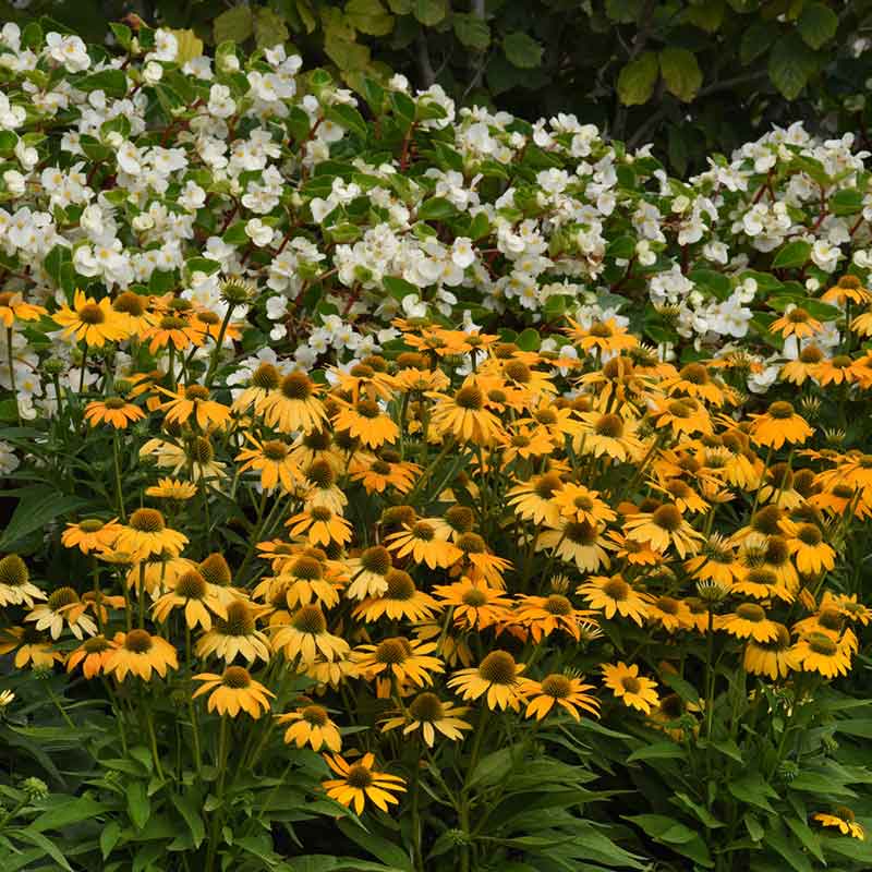 Artisan yellow ombre coneflower with orange and yellow petals against a green background.