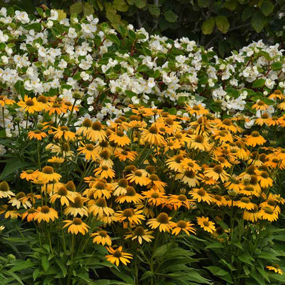 Artisan yellow ombre coneflower with orange and yellow petals against a green background.