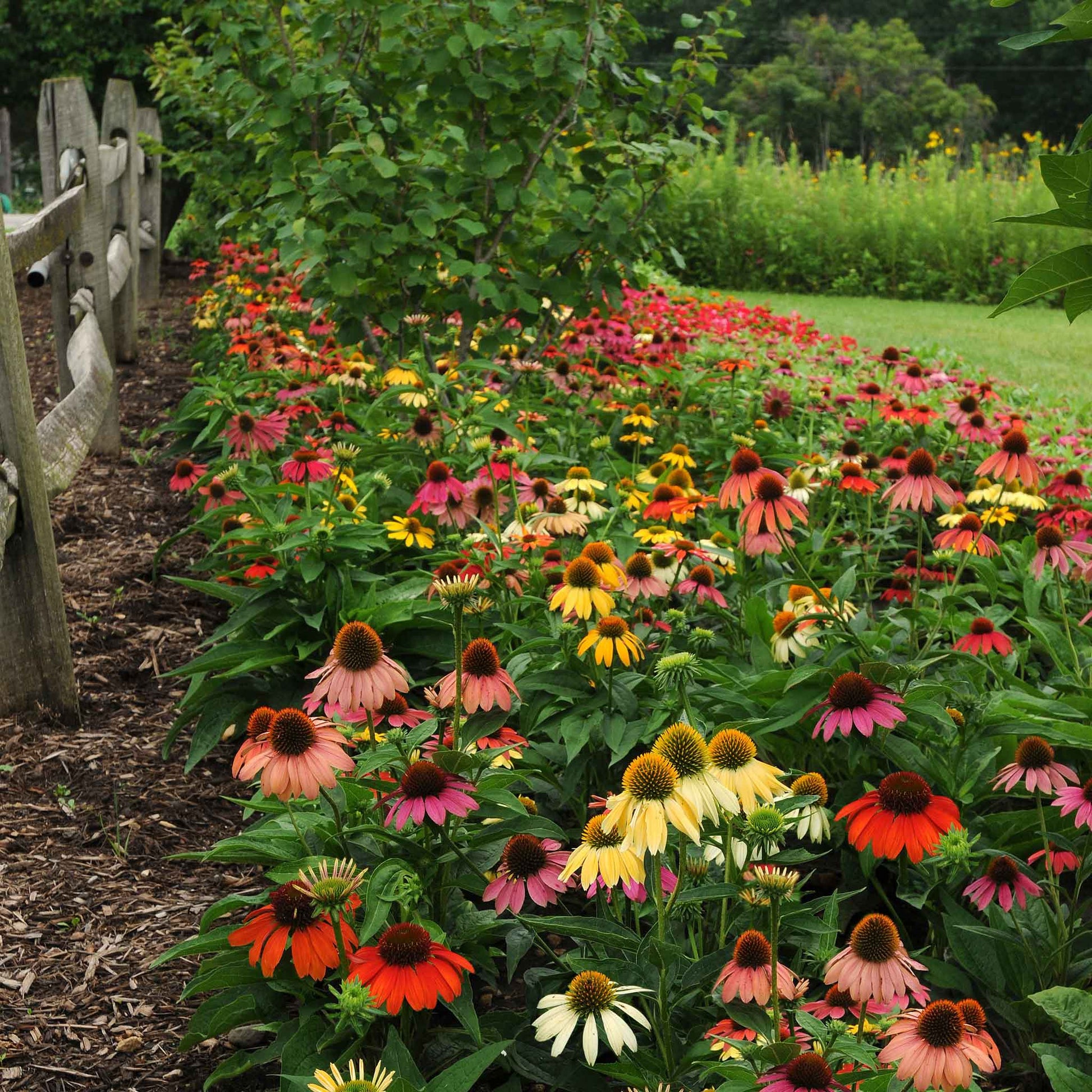 Cheyenne spirit coneflowers in red, orange, and yellow against a blurred green background.