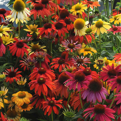Cheyenne spirit coneflower with orange and yellow petals and brown center in a garden.