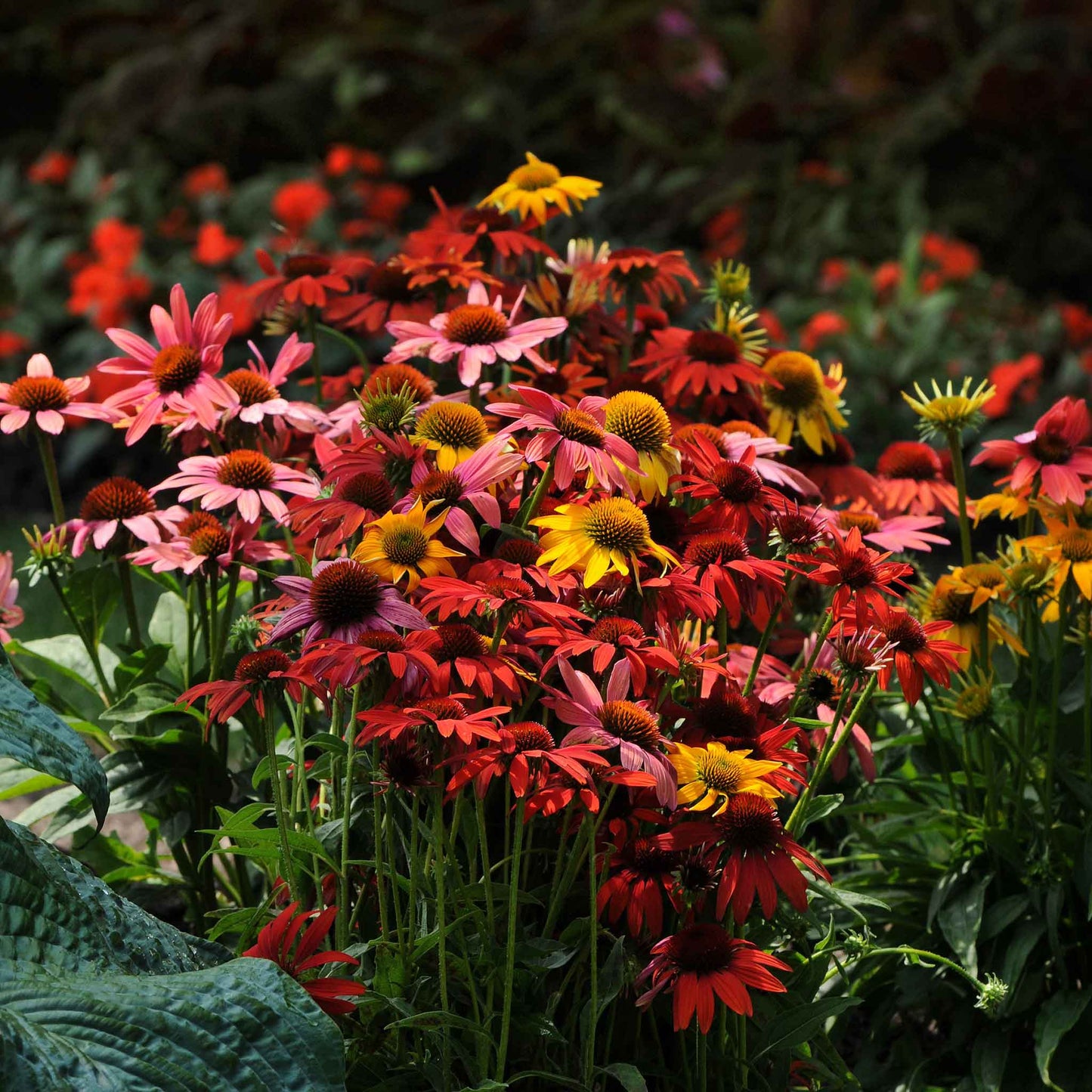 Cheyenne spirit coneflowers in red and orange filling a sunny garden setting.