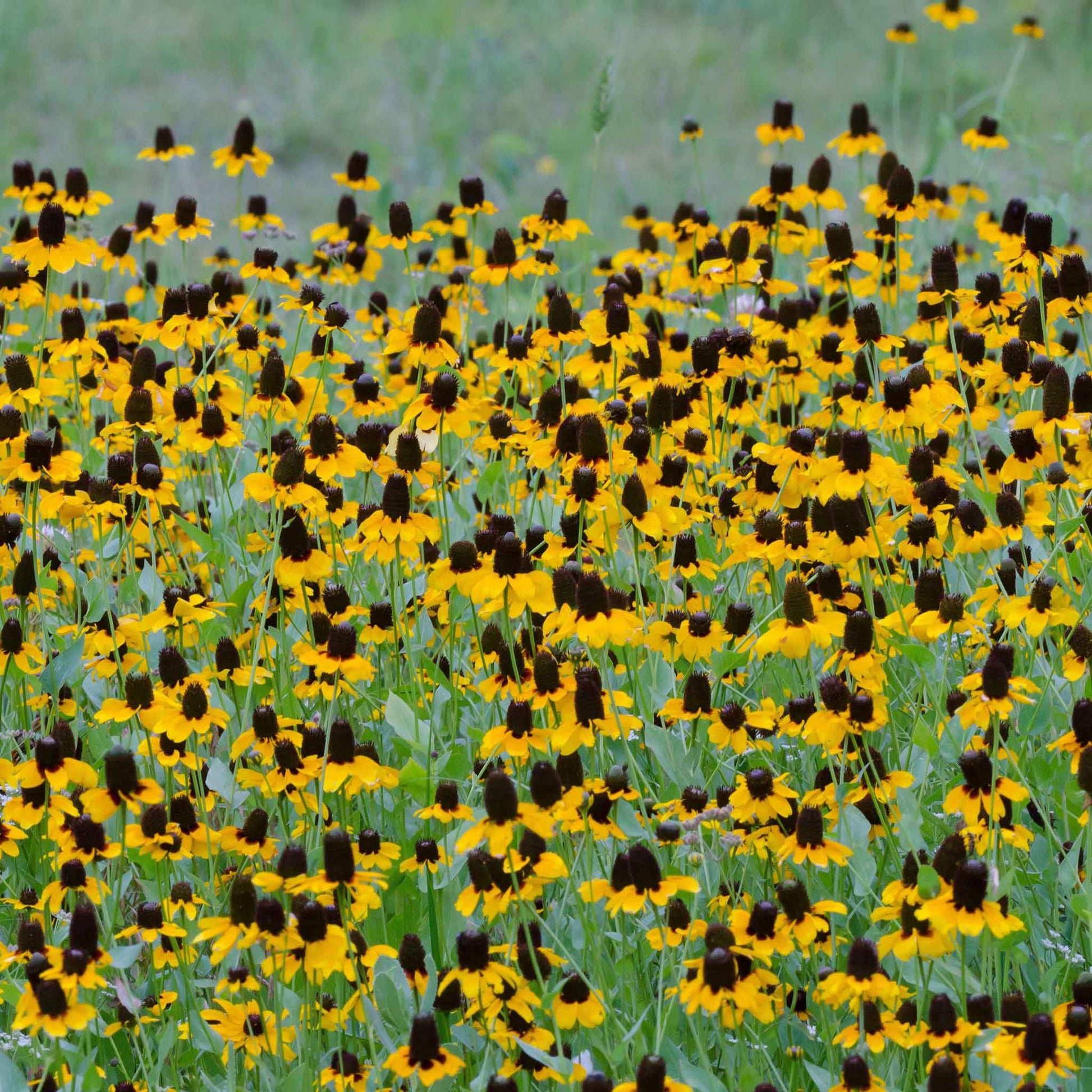 Yellow clasping coneflowers blooming across a bright open garden.