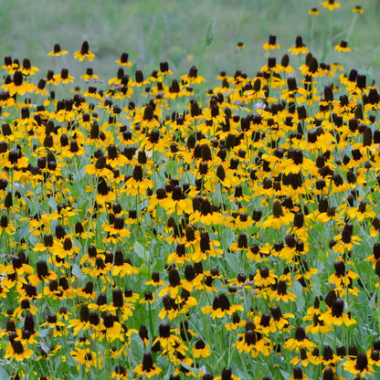 Yellow clasping coneflowers blooming across a bright open garden.
