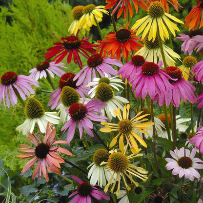 Pink and orange paradiso mix coneflower bloom against a blurred green background.