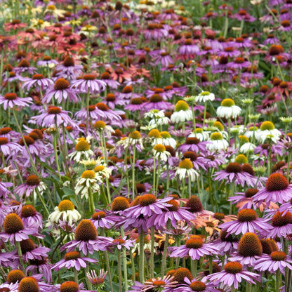 Paradiso mix coneflowers in pink, yellow, and orange filling a sunny open garden.