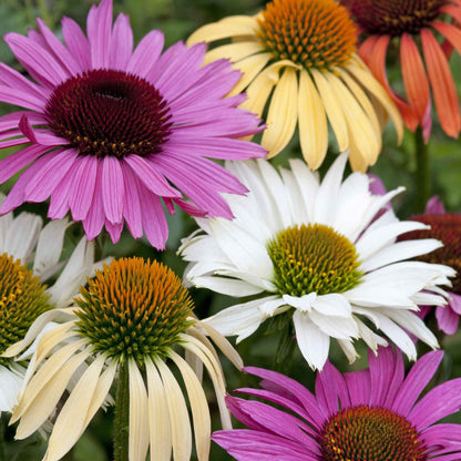 Paradiso mix coneflower with yellow to orange petals and dark cone in a garden.