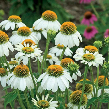 White powwow coneflowers with orange centers growing against a blurred green background.